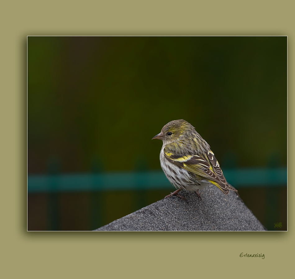 Erlenzeisig ( Carduelis spinus )