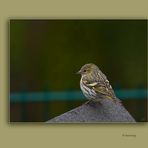 Erlenzeisig ( Carduelis spinus )