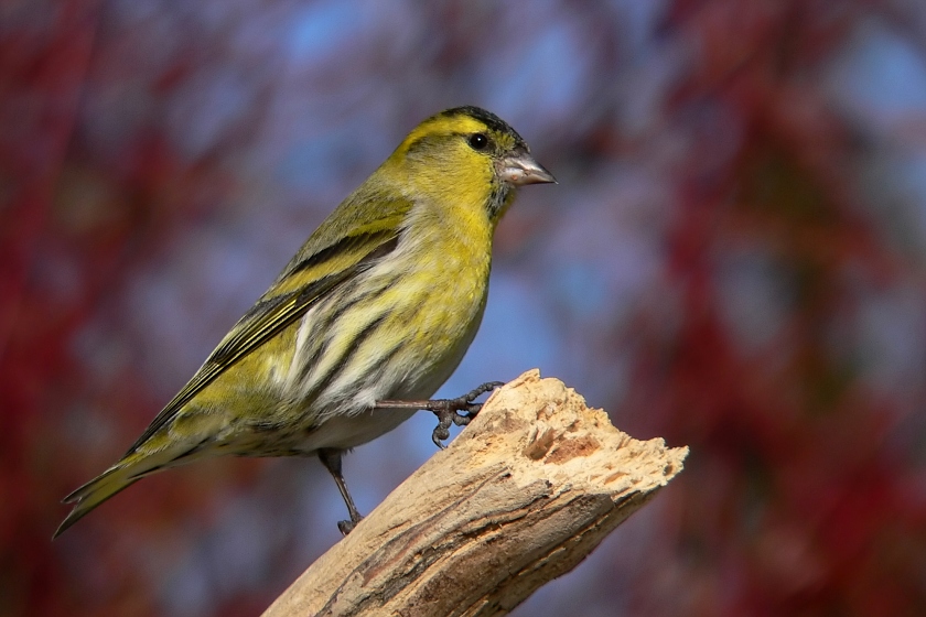 Erlenzeisig - Carduelis spinus