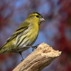 Erlenzeisig - Carduelis spinus