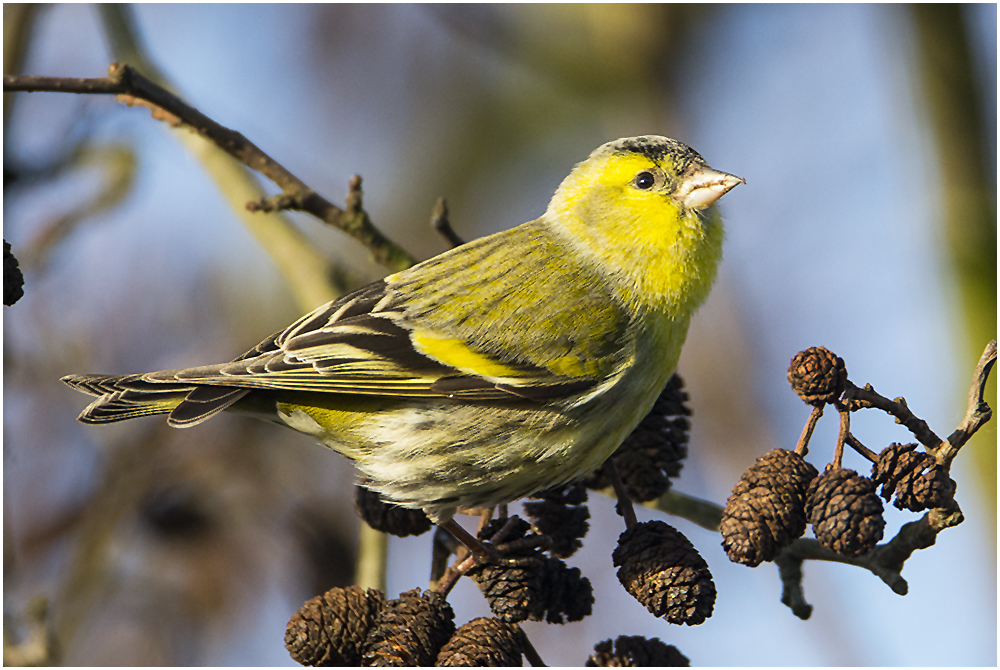 Erlenzeisig - Carduelis spinus