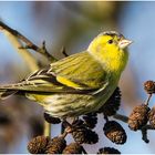 Erlenzeisig - Carduelis spinus