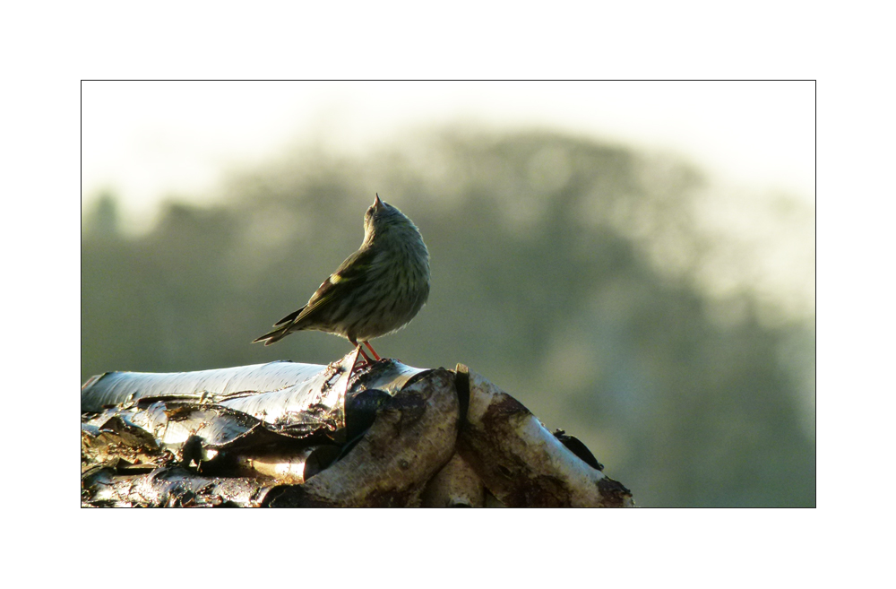 Erlenzeisig ~ Carduelis spinus