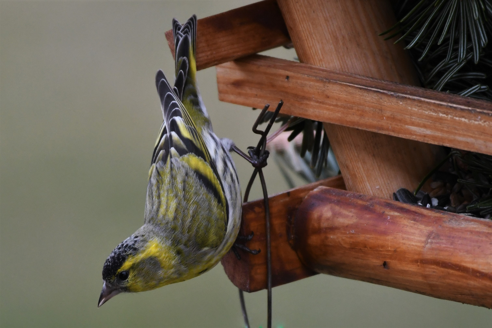 Erlenzeisig ( Carduelis spinus )