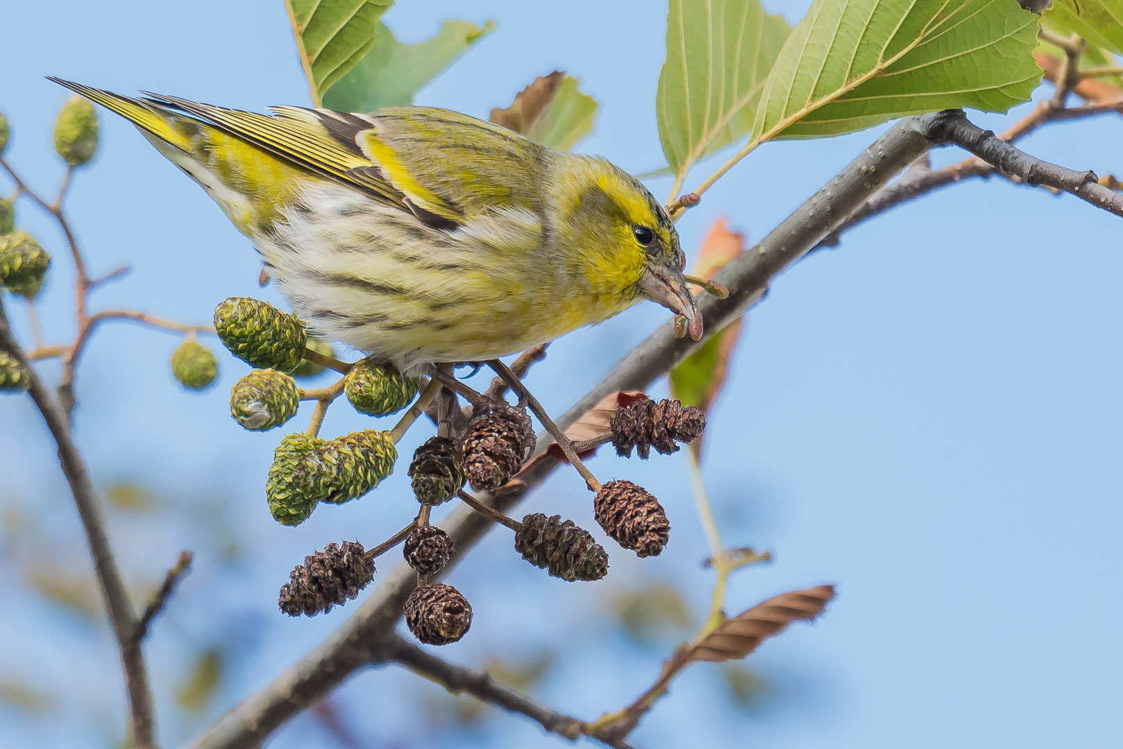 Erlenzeisig (Carduelis spinus)