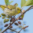 Erlenzeisig (Carduelis spinus)