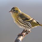 --- Erlenzeisig ---  ( Carduelis spinus )