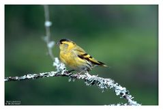 - Erlenzeisig - ( Carduelis spinus )