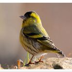 - Erlenzeisig - ( Carduelis spinus )