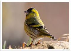 - Erlenzeisig - ( Carduelis spinus )