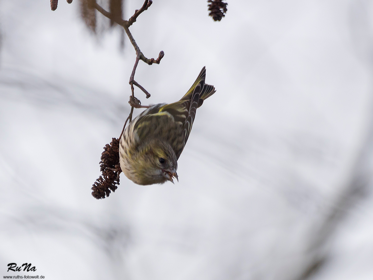 Erlenzeisig - Carduelis spinus