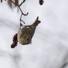 Erlenzeisig - Carduelis spinus