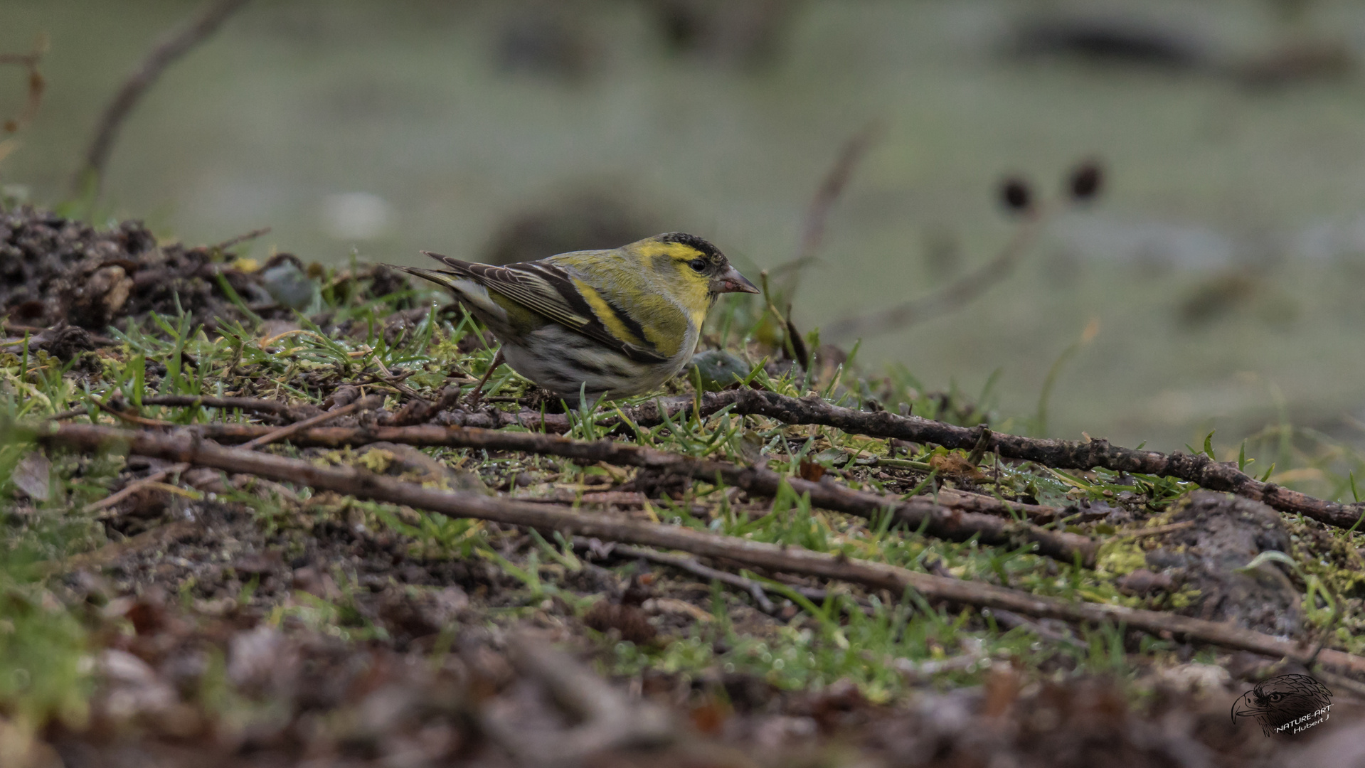 Erlenzeisig Carduelis spinus