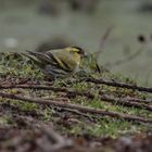 Erlenzeisig Carduelis spinus