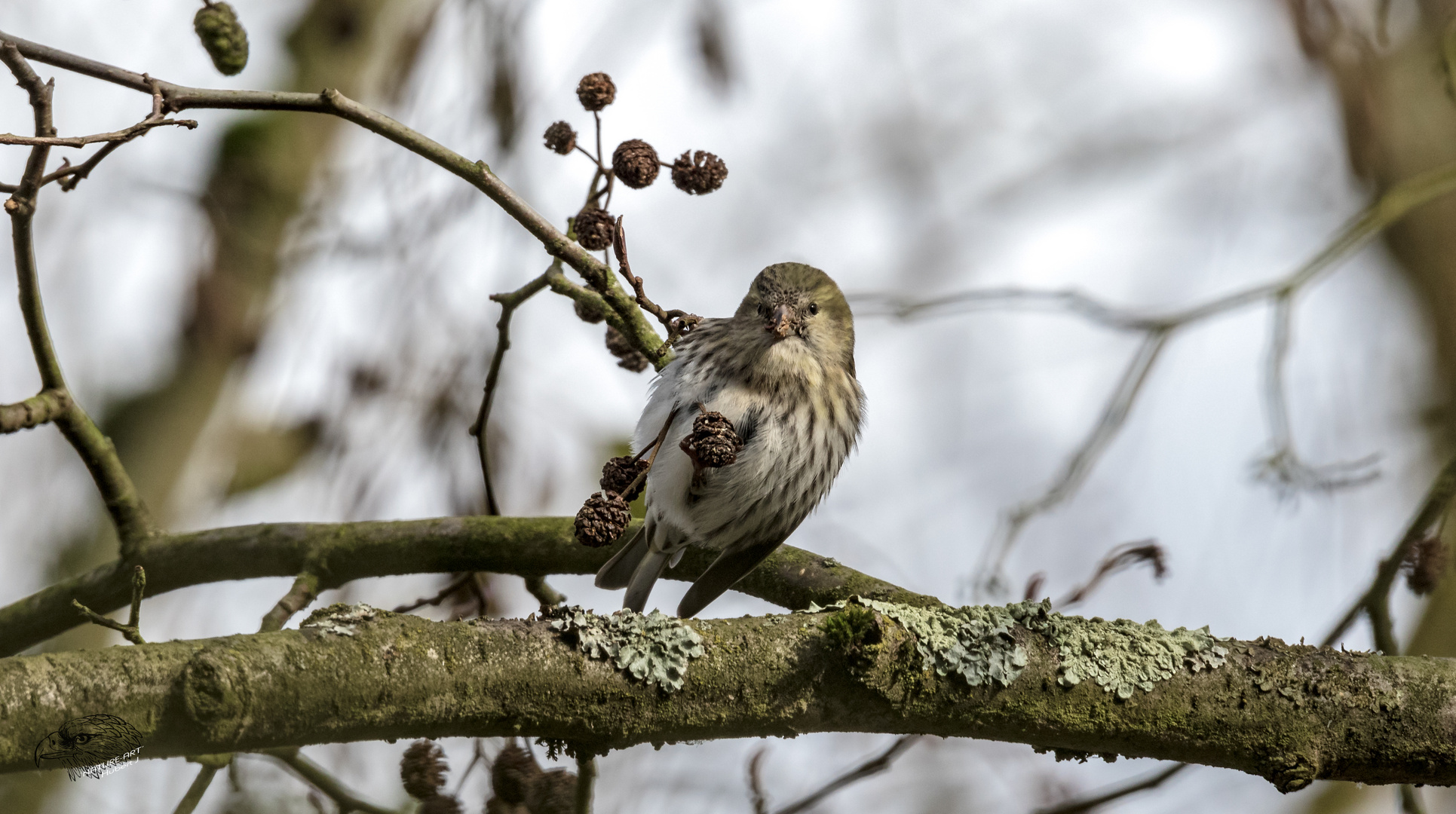 Erlenzeisig Carduelis spinus