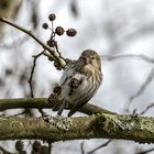 Erlenzeisig Carduelis spinus