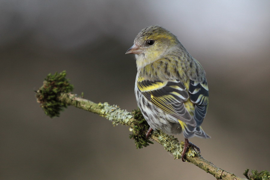 Erlenzeisig ( Carduelis spinus )