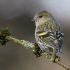 Erlenzeisig ( Carduelis spinus )