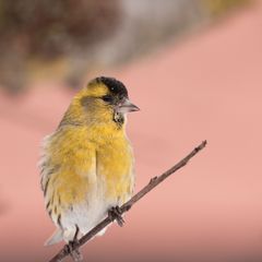 Erlenzeisig (Carduelis spinus), Männchen