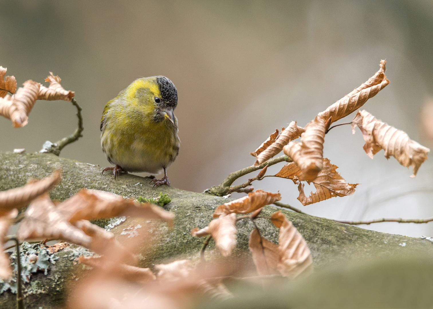 Erlenzeisig (Carduelis spinus), Männchen