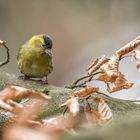 Erlenzeisig (Carduelis spinus), Männchen