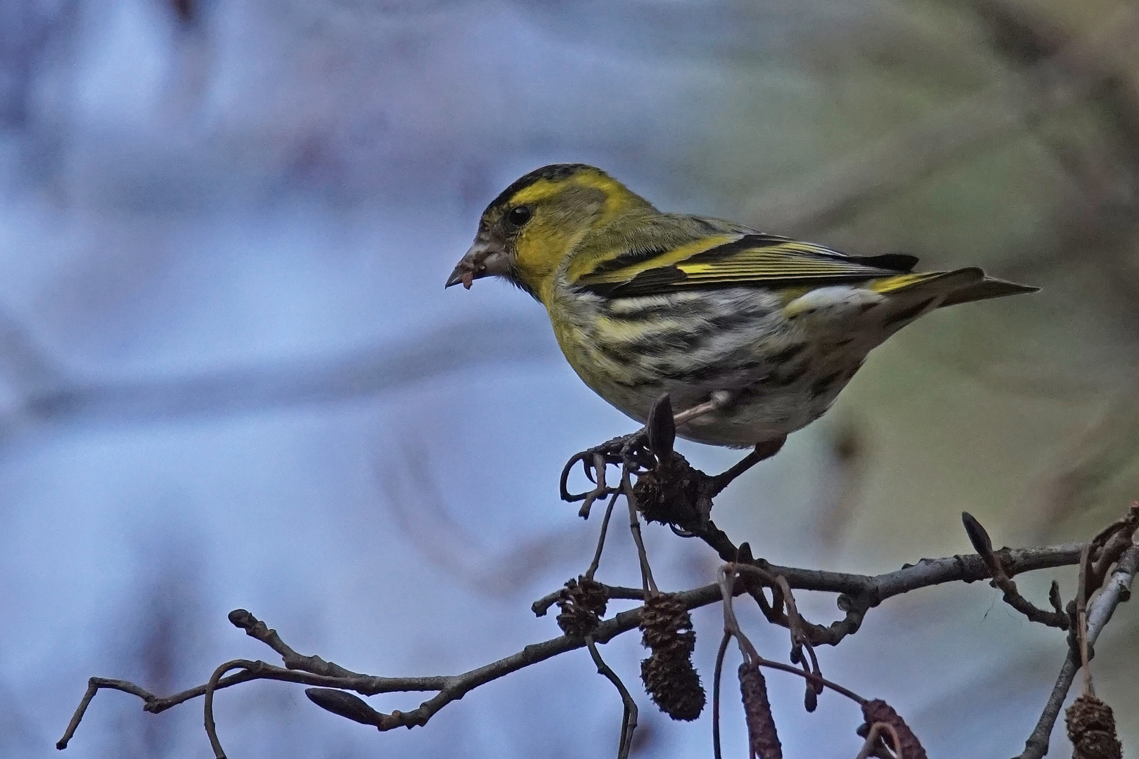 Erlenzeisig (Carduelis spinus), Männchen