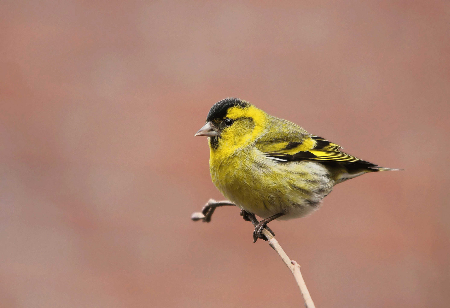 Erlenzeisig (Carduelis spinus) männlich.