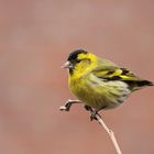 Erlenzeisig (Carduelis spinus) männlich.