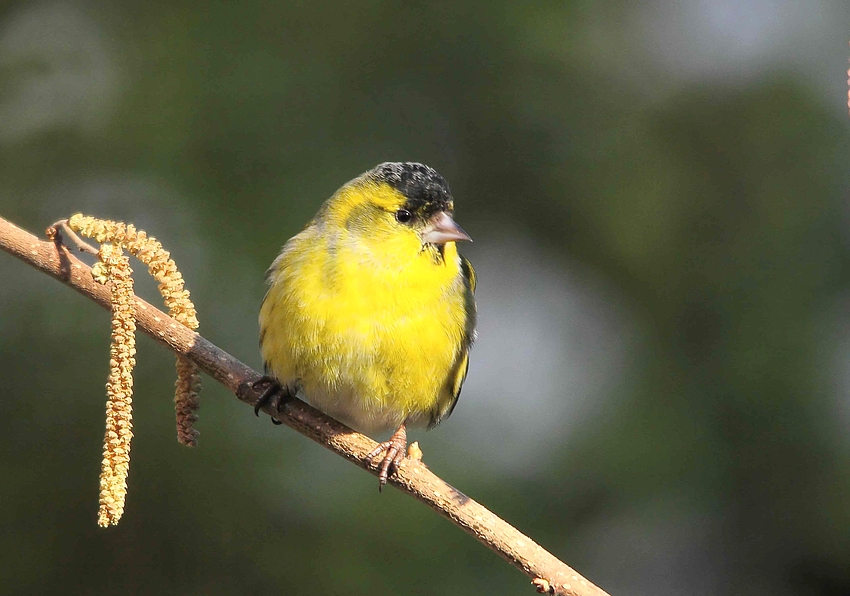 Erlenzeisig (Carduelis spinus) - männlich