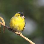 Erlenzeisig (Carduelis spinus) - männlich