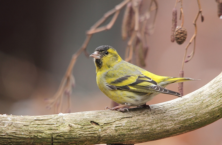 Erlenzeisig (Carduelis spinus) männlich