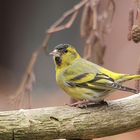 Erlenzeisig (Carduelis spinus) männlich