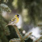 Erlenzeisig (Carduelis spinus)- male