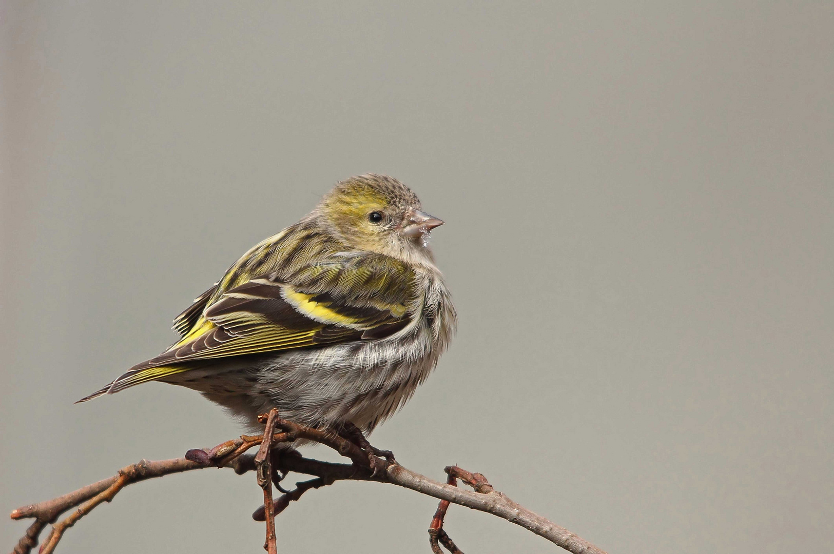 Erlenzeisig (Carduelis spinus) weiblich