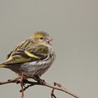 Erlenzeisig (Carduelis spinus) weiblich