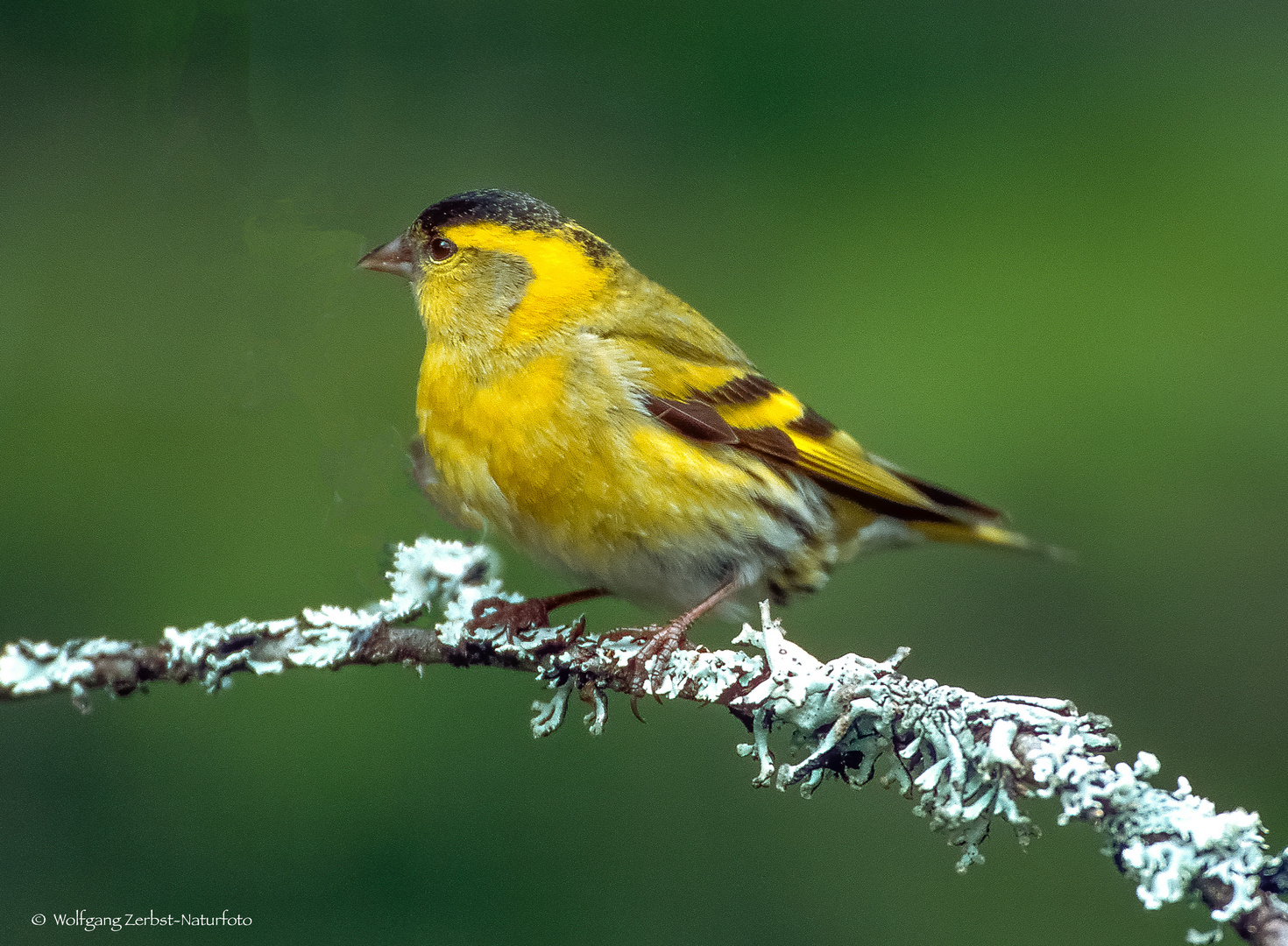   - ERLENZEISIG - ( Carduelis spninus )