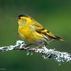   - ERLENZEISIG - ( Carduelis spninus )