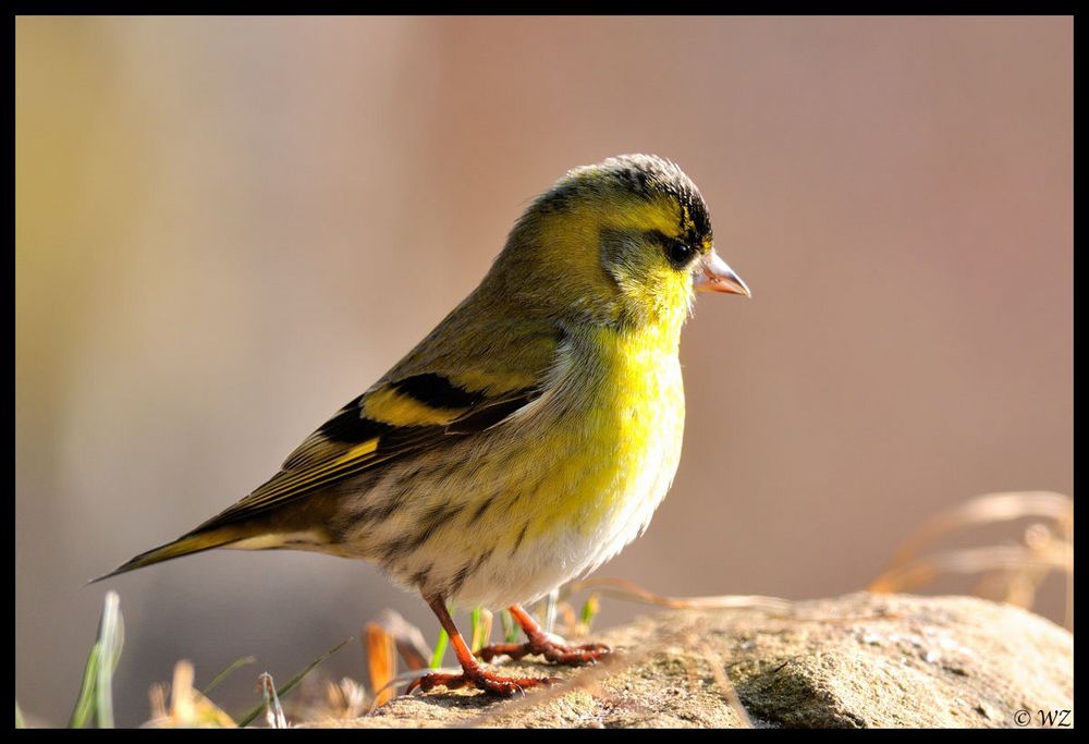 - Erlenzeisig - ( Caruelis spinus )