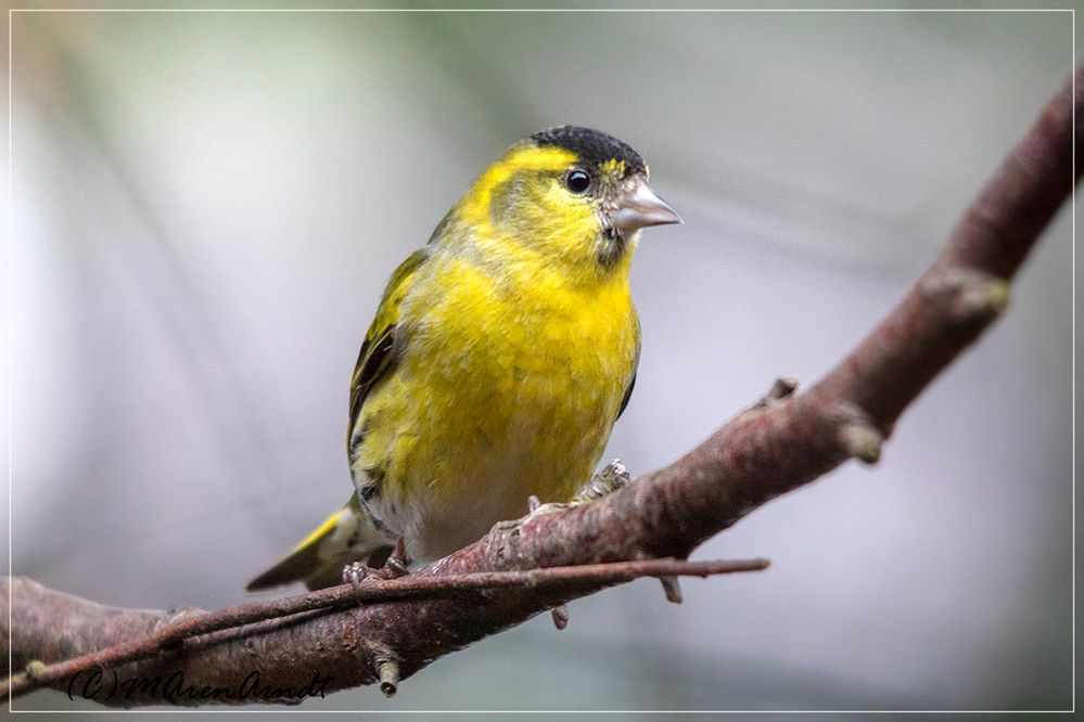 Erlenzeisig Foto & Bild gelb, natur, singvogel Bilder auf