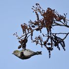 Erlenzeisig: Die können keine halbe Sekunde ruhig bleiben 01