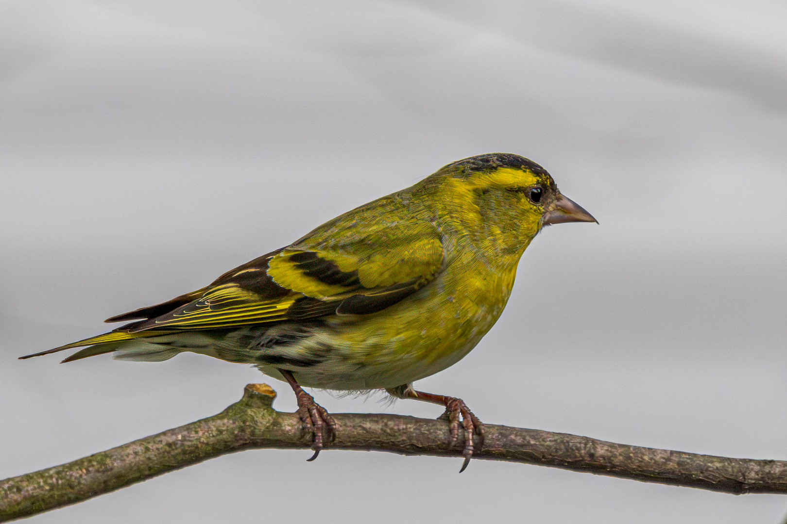 Erlenzeisig / Eurasian siskin