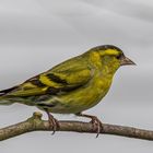 Erlenzeisig / Eurasian siskin