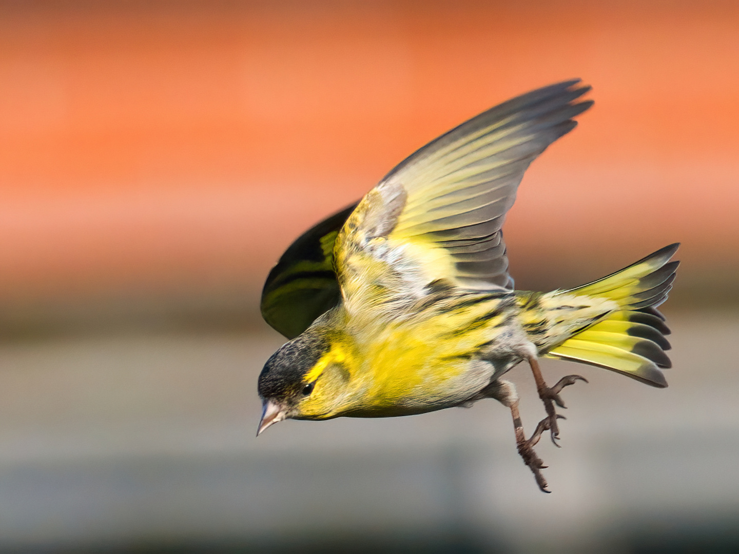 Erlenzeisig im Anflug