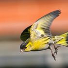 Erlenzeisig im Anflug