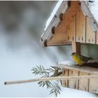   Erlenzeisig im Futterhäuschen