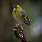 Erlenzeisig im Garten