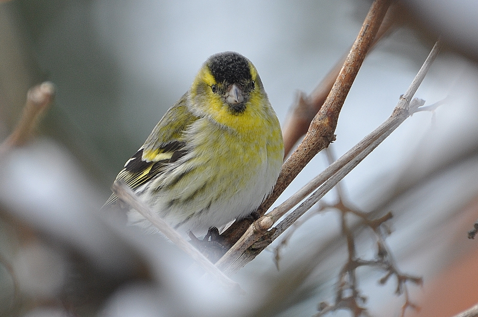 Erlenzeisig im Garten