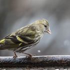 Erlenzeisig im Regen