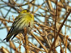 Erlenzeisig in der Forsythiahecke