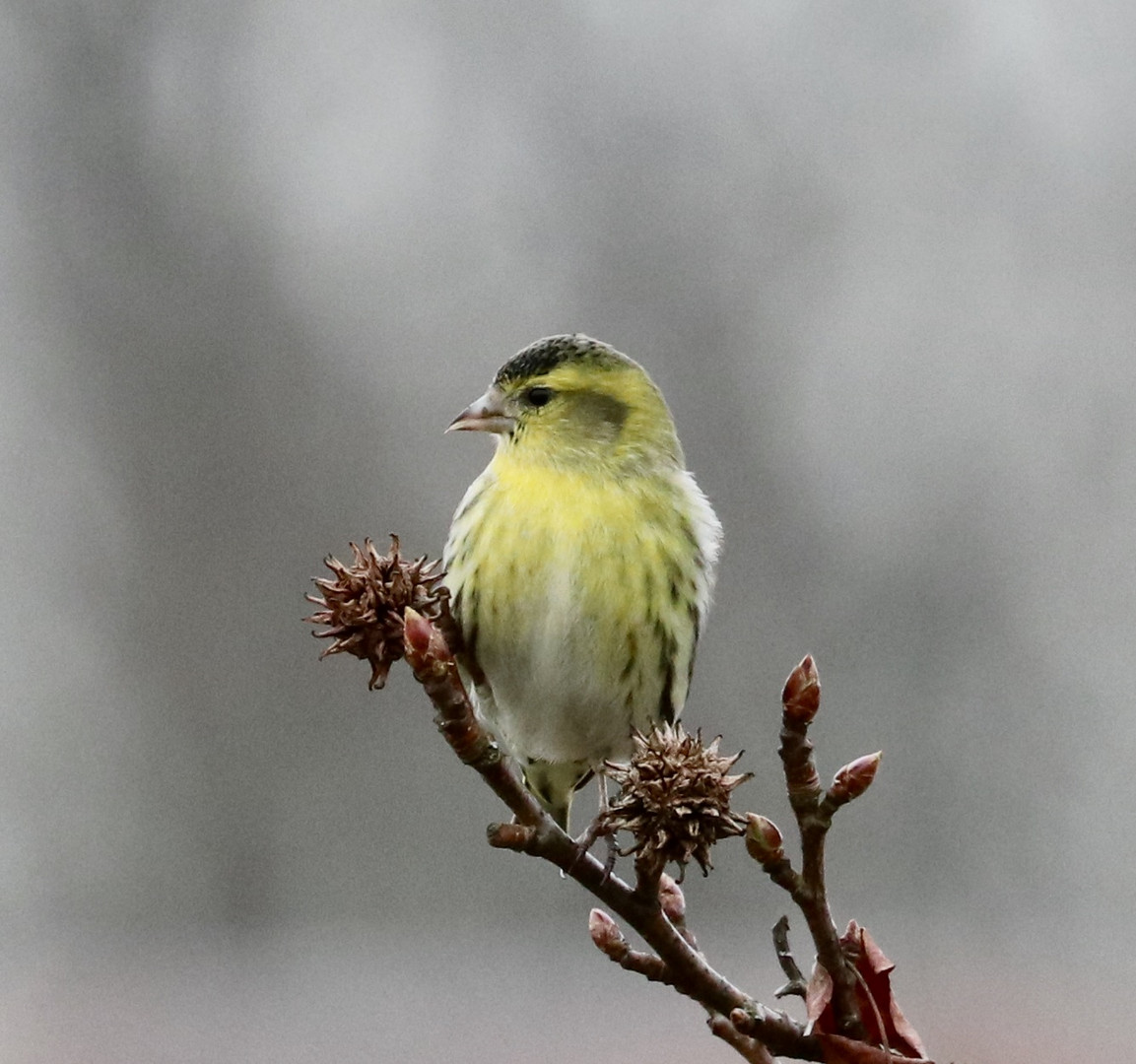 Erlenzeisig läutet den Frühling ein